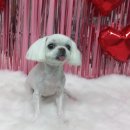 #the예쁘개 이미지