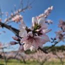(주)복사꽃사람들 네이버블로그
