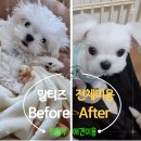 에이스동물메디컬센터 | 아기 말티즈 첫 전체 미용 비용 후기! 의정부 애견미용 동물 병원 추천