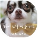 하치