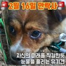 [안락사 D-2] 자신의 운명을 예감한듯 눈물흘리는 유기견 이미지