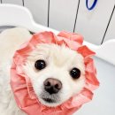 도꾸애견 이미지