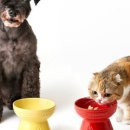 하이도그 이미지