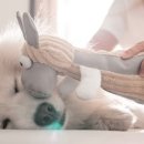 정직한동물의료센터 이미지