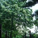 호성계곡 이미지