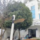 해뜨는바다펜션 | 여수 해돋이 명소 해뜨는 언덕 라이즈힐 펜션 숙박 후기