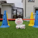 단양 댕댕이 애견 펜션 네이버블로그