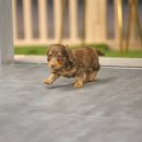 퍼피 비비드 이미지