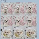 유니댕댕 이미지