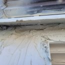 토산아델리움 이미지