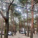 송포초등학교 | 강원도 양양캠프장 소나무 숲뷰에서 즐기는 바다수영 사이트 추천