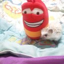 시지동물병원 이미지