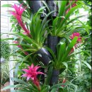 아나나스 이미지