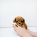 스타일독앤캣강아지고양이경기광주점