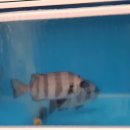 보광수산센터 이미지