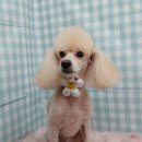 펫피파니 이미지