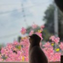라이크캣 이미지