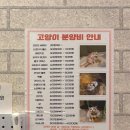 캣카페 낭만고양이 이미지