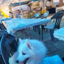 고구 애견 펜션 이미지