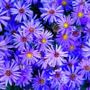 초지 359 이미지