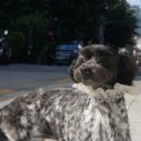 나나 애견 미용실 이미지