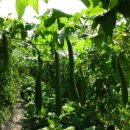 여주-0087 이미지