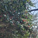 오동도 바람골 이미지