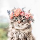 꽃냥이 이미지