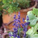 블루세이지 이미지