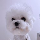 클래시독스 이미지