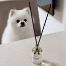 꿍이네 | 강아지 디퓨저 추천 | 인공향료 없는 바트밋 반려동물 디퓨저 후기