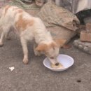 바둑이농장 이미지