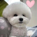 센트럴 펫살롱 이미지