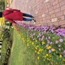 유림공원 국화축제 ᆢ 이미지