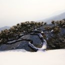 설송