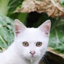 고양이 수염 이미지