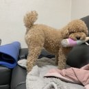 깍독깍dog 이미지