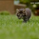 이리온동물메디컬센터 - 남양주시 해밀예당3로 167 | 이리온동물메디컬센터