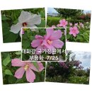 정숙한 여인의 꽃 - 부용화 이미지