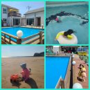 안면도 네잎클로버 수영장 이미지