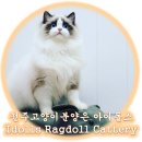 랙돌 캐터리 아이돌스(IDOLLS) 이미지