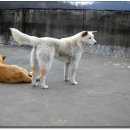 벼리