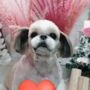 써니애견 미용실 이미지