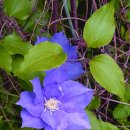 클레마티스 이미지