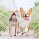 엔젤스톤 | [더플랫] 가족, 친구와 같은 반려동물과의 이별, 엔젤스톤이 함께 하겠습니다. 서울·경기·수도권...