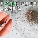 세계 최초 쏘가리 사료양식에 성공한 국내 최대의 쏘가리양식장에선 어떤 일들이 벌어질까? [ 이미지