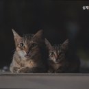 심재훈동물병원
