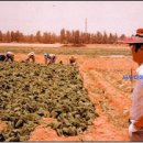 영동농장 이미지