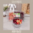 제철 국산체리 HOONSFRUIT 골드체리 먹체리 후기 보관법