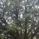 비자림스마일 이미지